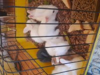 Hollanda Lop Tavşanı Yavrusu