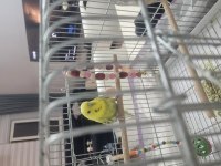 2.5 Yaşında Dişi Rainbow Muhabbet Kuşu