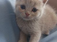 British Shorthair Scottish Fold Yavru Kedimiz