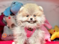 Safkan Pomeranian Boo Yavrularımız