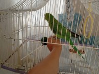 6-7 Aylık Isırma Bağırma Bilmez Pakistan