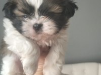Shih Tzu Dişi Erkek 0 Numara Yavrular