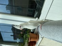 Albino Yavru Sultan Papağanı