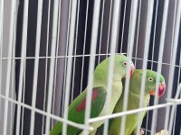 Erkek Ve Dişi Alexander Papağanı (İskender Papağanı)