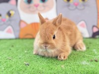 Cüce tavşan yavruları