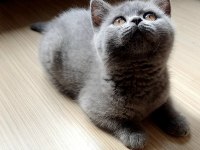 Klasik Blue Renk British Shorthair Dişi Yavru
