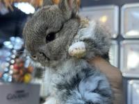 Sevimli cüce tavşan yavrularımız