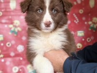 Border Collie Yavruları - Zeka, Sadakat Ve Enerji