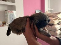 Sevimli pekinez köpeği bebekler