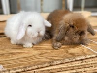 Hollanda cüce ve mini lop tavşanlar her yere gönderim