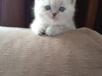 Scottish Fold Lynx Point Dişi Top Kafa