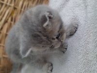 1 Aylık British Shorthair Yavrular