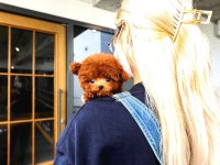 Safkan toy poodle bebeklerimiz