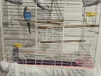 2 Adet Erkek Muhabbet Kuşu Satılık