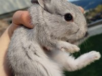 Mini Cüce Tavşan Yavruları