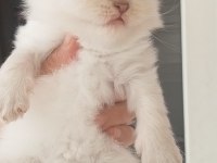 British Ve Scottish Minnoşlar