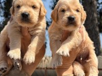 Golden Retriever Yavrularımız Büyüdü