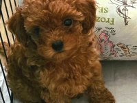 Anne kore baba kore teddy face aşırı zeki poodle