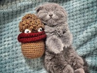 Beklenen ilan açıldı a+ sıfır kulak scottish fold yavrular