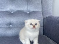 Scottish fold yavru