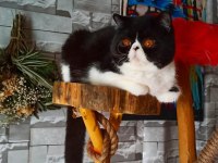 Cfa Şecereli Exotic Shorthair Dişi