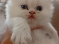 İran Kedisi Yavrularımızın Yeni Ailesi Olmak İster Misin