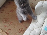 British Longhair Safkan Dişi Yavru