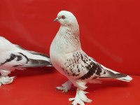 Şebap Mavi Çakmaklı Güvercin