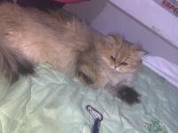 Sevgi Dolu British Longhair Kedisi