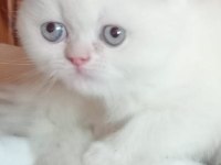 British Longhair Ve Golden Point Yavrularımız