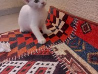 2 Aylık British Bebeklerimiz Sahiplendirilecektir