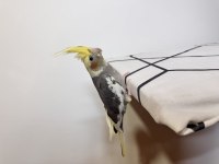 Sultan Papağanı Sahiplendirilecektir