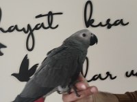 Evcil Jako Papağanı Ve Diğer Papağan Çeşitleri Mevcuttur