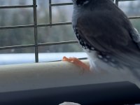 Hint Bülbülü Ankara Damızlık Takımlar