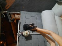 Teacup Toy Poodle Köpeği