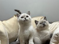 Blue point british shorthair