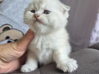Scottish Fold Yavru Antalya