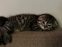 Scottish fold erkek
