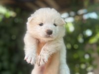 Kar Topu Samoyed Köpekler