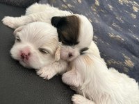 Ev ortamında bakılan kendi köpeğimizin yavrularıdır