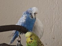 Vasıflı Şov Muhabbet Kuşu