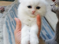 Dişi kedimize yuva arıyoruz