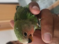 Sevda Papağanı El Besleme