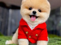 Teacup boy teddy bear garantili pomeranian yavrularım