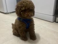 Toy Poodle 4 Aylık