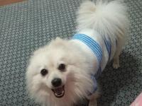 Köpeğimiz Yeni Sahibini Bekliyor