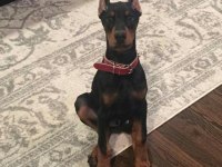 Sağlık Ve Irk Garantili Doberman Köpekleri