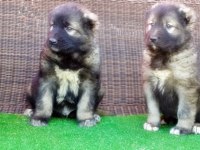 Kafkas Çoban Köpeği