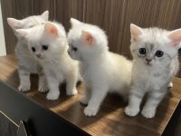 A Kalite British Shorthair Bebeklerim