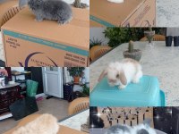 Cüce Ve Lop Irkı Tavşanlar Mevcuttur